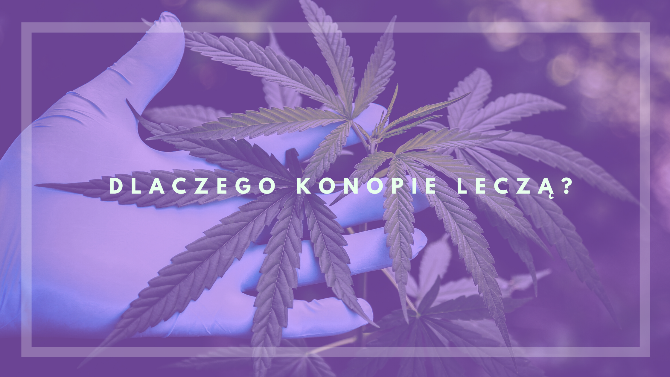 Read more about the article Dlaczego konopie leczą?