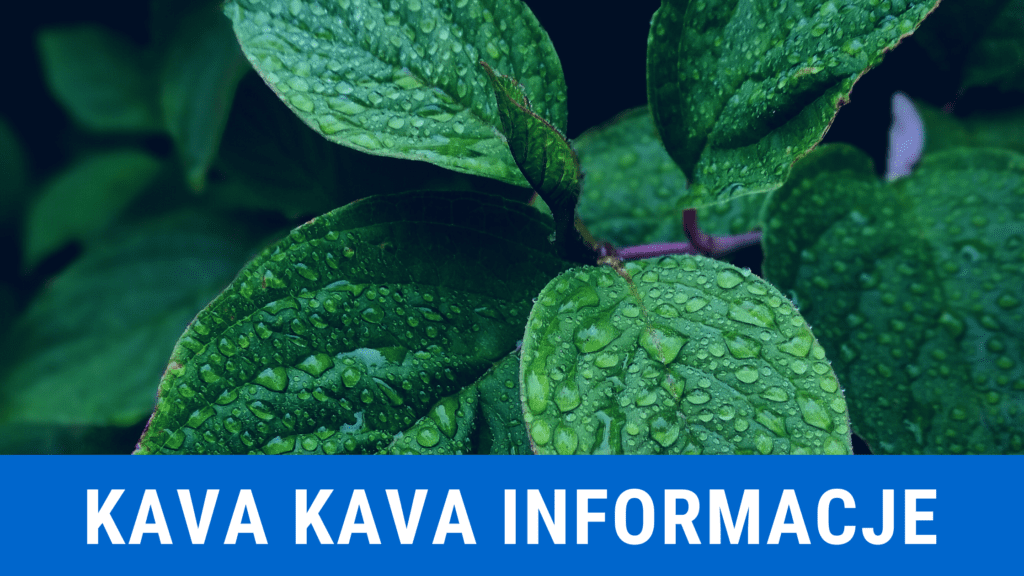 kava kava