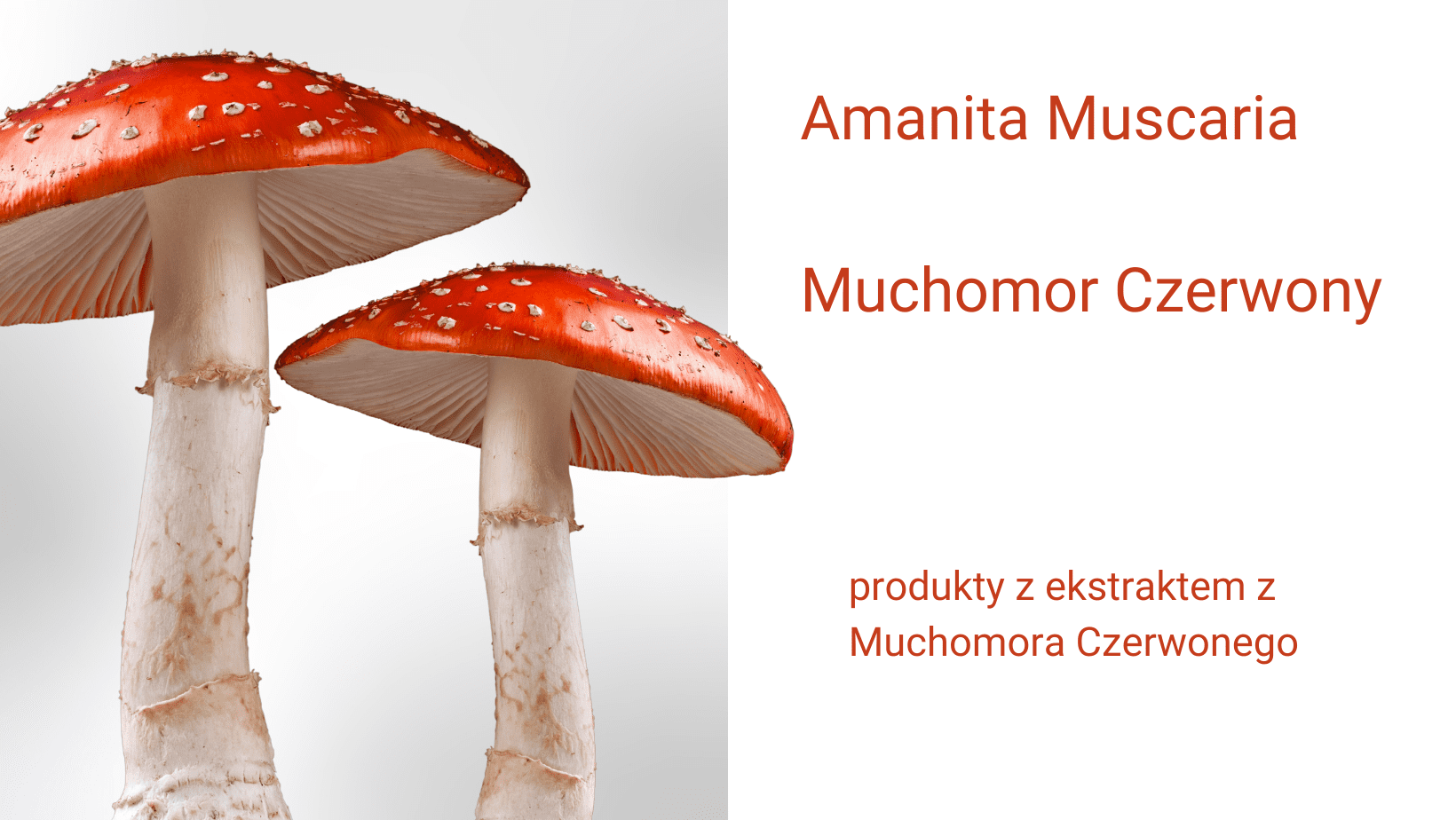 Read more about the article Preparaty z ekstraktem z Muchomora Czerwonego