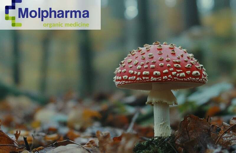 medycyna-naturalna-amanita-muscaria