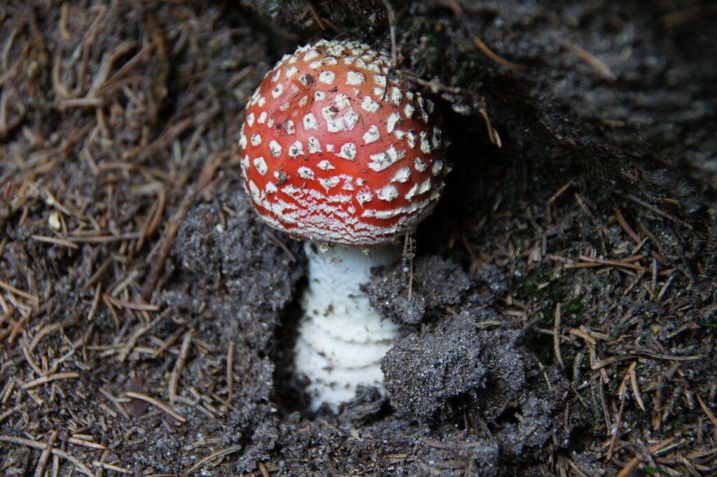 Alternatywne metody leczenia oparte na muchomorze czerwonym