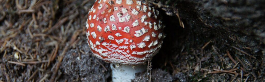 Alternatywne metody leczenia oparte na muchomorze czerwonym