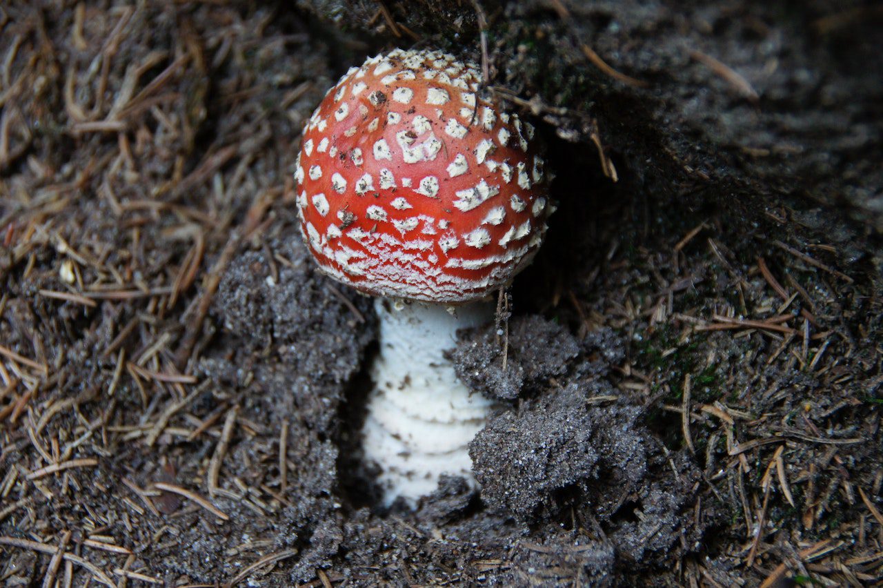 Read more about the article Alternatywne metody leczenia oparte na muchomorze czerwonym