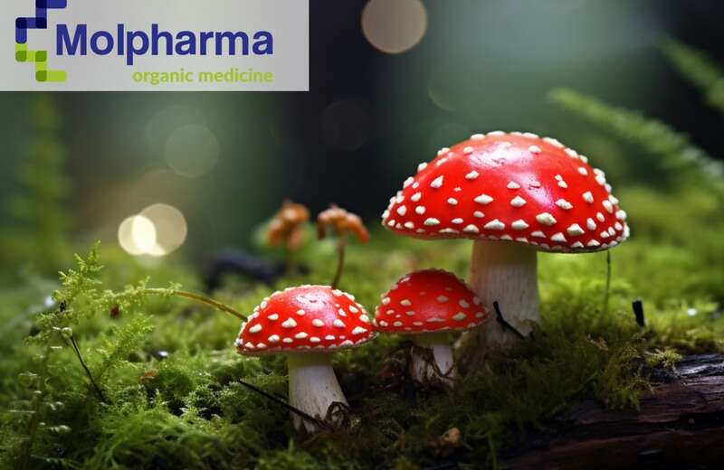 wlasciwosci-lecznicze-muchomora-czerwonego-amanita