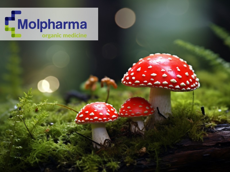 Read more about the article Jakie są właściwości lecznicze muchomora czerwonego?