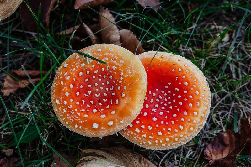 badanie-muscymolu-i-kwasu-ibotynowego-amanita-muscaria