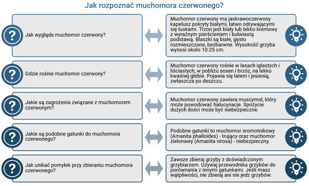 jak rozpoznac muchomora czerwonego infografika