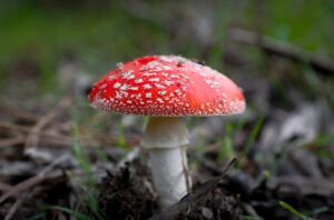 muchomor-czerwony-blog-wlasciwosci-zdjecie