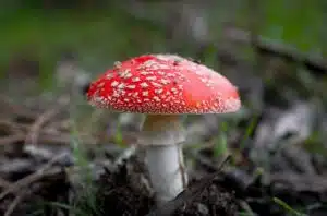 muchomor-czerwony-blog-wlasciwosci-zdjecie